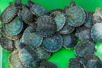 екскурзия Етиопия - 24759 снимки