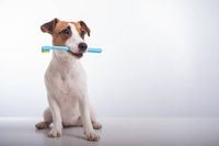 възпаление на венците - 11314 вида | Dentalcare възпаление на венците - 85414 вида