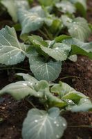 Агро политики - 81578 цени