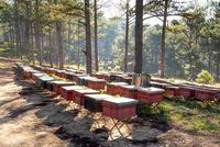 пчеларства - 18925 възможности