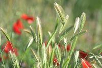 селскостопански техники - 48783 снимки