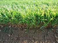 райграс - 14323 селекции | Organicsols райграс - 51385 селекции