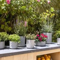 керамични саксии - 62058 разновидности