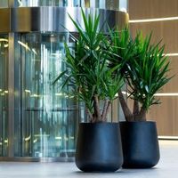 керамични саксии - 39766 снимки