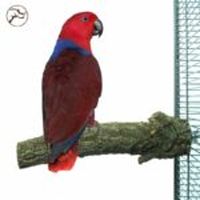 Играчки за папагали - 33907 възможности | Parrots Paradise Играчки за папагали - 2067 възможности