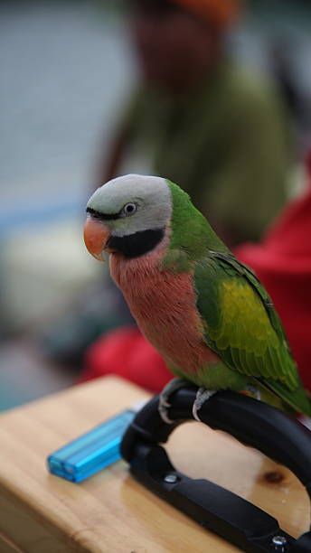 Грижи за папагал - 34854 възможности