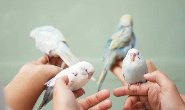 Грижи за папагал - 76733 типа