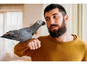 Грижи за папагал - 54577 вида