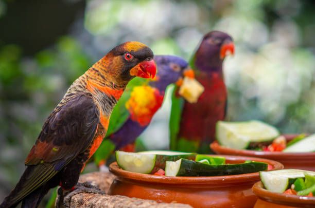 Храна за папагали Жако - 47906 разновидности