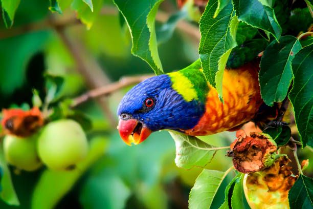 Храна за папагали Жако - 89505 селекции