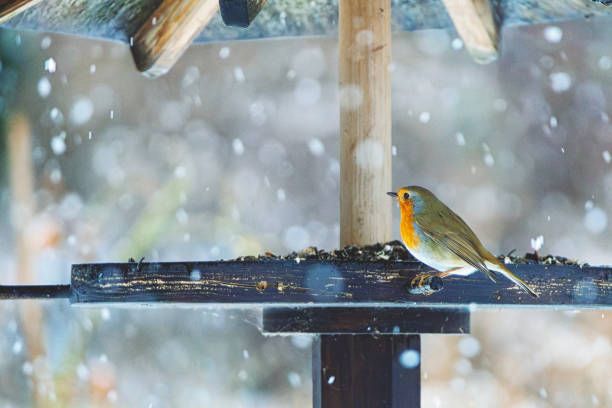 храна за птици на едро - 71691 постижения