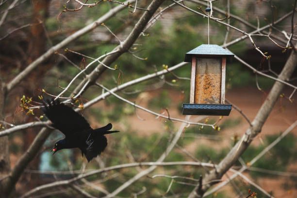 храна за птици на едро - 55552 новини