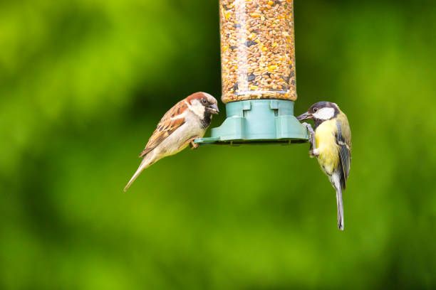 храна за птици на едро - 60650 бестселъри