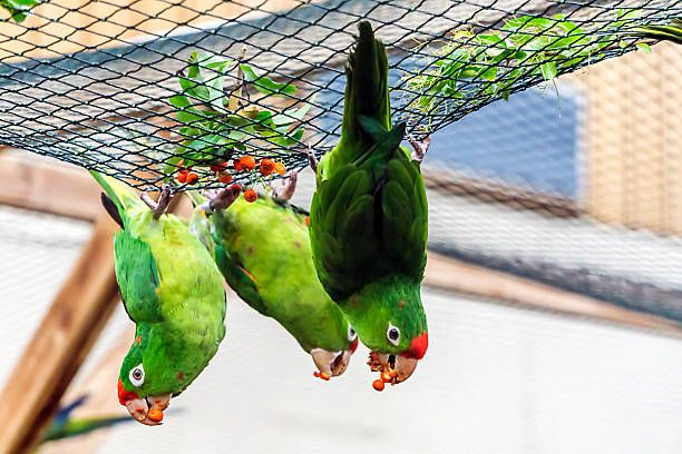 Храна за вълнисти папагали - 25109 предложения