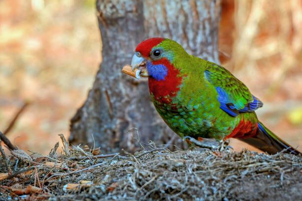 Храна за вълнисти папагали - 23292 селекции