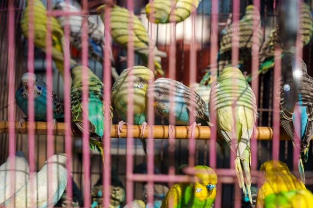 Клетка за вълнисти папагали - 95420 оферти