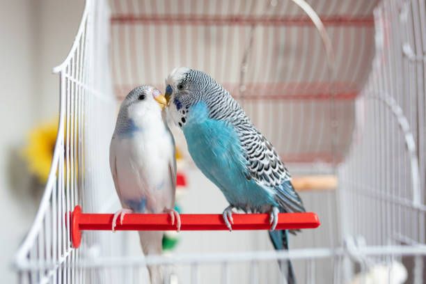 Клетка за вълнисти папагали - 16753 възможности