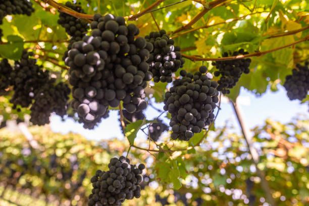 пино ноар - 77359 предложения