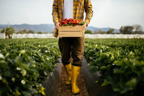 фермерство - 6328 комбинации | agrovest.bg фермерство - 62684 комбинации